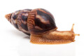 Limicolaria numidica Cameroon dark stripes adult, 55mm